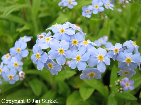 Myosotis scorpioides, luhtalemmikki